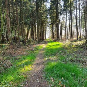 Waldweg